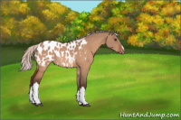 Horse Color:Silver Brown Dun Appaloosa 
