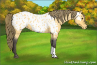 Horse Color:Buckskin Roan Near Leopard 