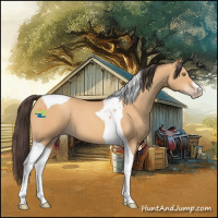 Horse Color:Amber Champagne Tobiano 