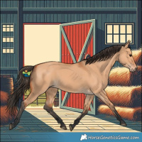 Horse Color:Bay Dun 