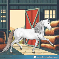 Horse Color:Brown Dun Appaloosa 