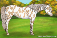 Horse Color:Gray Silver Sable Champagne Dun Near Leopard 