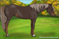 Horse Color:Liver Chestnut Rabicano 
