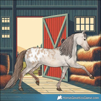 Horse Color:Red Dun Appaloosa 