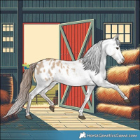 Horse Color:Red Dun Appaloosa 