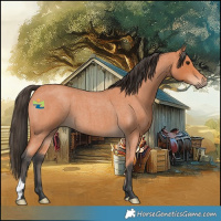 Horse Color:Bay Roan 