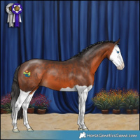 Horse Color:Brown Splash 
