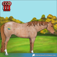 Horse Color:Red Roan