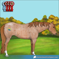 Horse Color:Red Roan 