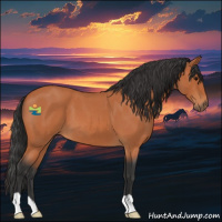 Horse Color:Bay Roan 