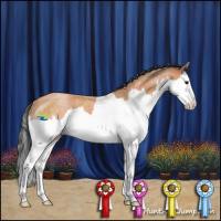 Horse Color:Bay Roan Splash Rabicano 