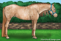 Horse Color:Gold Champagne Pearl Rabicano  and Gray Gold Champagne Pearl Rabicano 