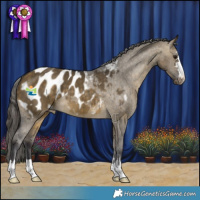 Horse Color:Buckskin Dun Appaloosa Brindle 