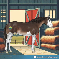 Horse Color:Liver Chestnut Splash 