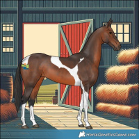 Horse Color:Brown Tobiano 