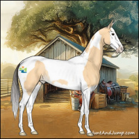 Horse Color:Buckskin Splash Tobiano Rabicano 