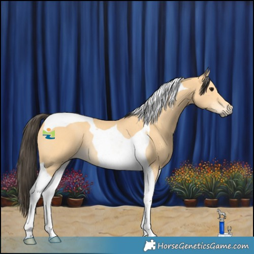 Horse Color:Buckskin Tobiano Rabicano 