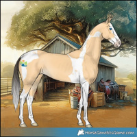 Horse Color:Buckskin Splash Tobiano 