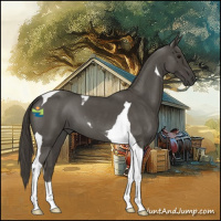 Horse Color:Smoky Blue Roan Tobiano