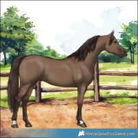 Horse Color:Liver Red Dun