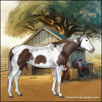 Horse Color:Gray Chestnut Splash Tobiano