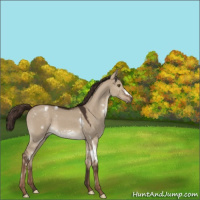 Horse Color:White Spotted Liver Red Dun Frame 