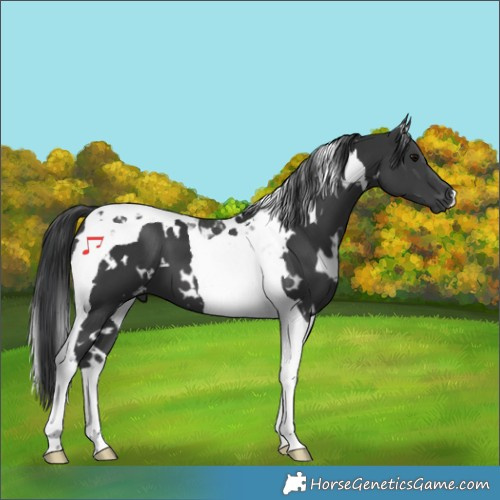 Horse Color:White Spotted Black Tobiano 