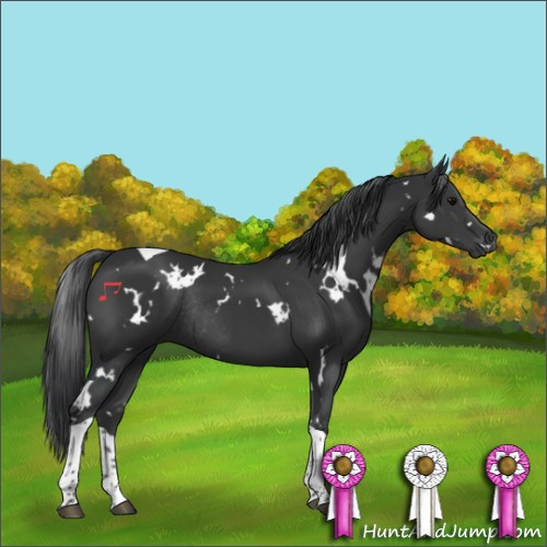 Horse Color:White Spotted Black Tobiano Rabicano 