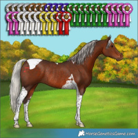 Horse Color:Silver Brown Tobiano Rabicano