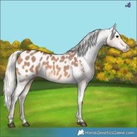 Horse Color:Silver Brown Dun Appaloosa 