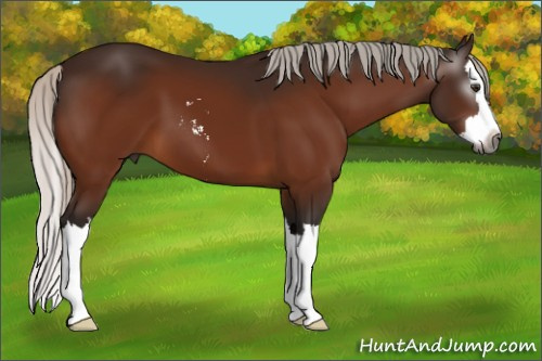 Horse Color:Gray Silver Brown Sabino Splash 