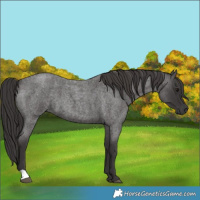 Horse Color:Smoky Blue Roan 