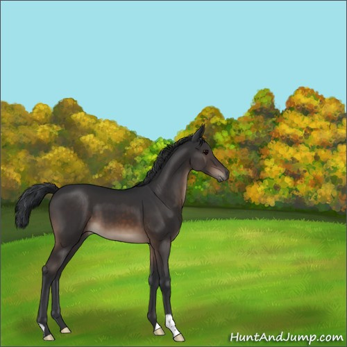Horse Color:Brown 