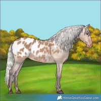 Horse Color:Silver Brown Dun Blanket 