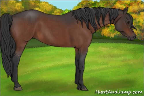 Horse Color:Brown Roan Rabicano