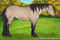 Horse Color:Brown Dun  and Bay Dun 