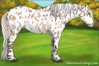 Horse Color:Silver Brown Dun Appaloosa 