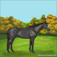 Horse Color:Black 