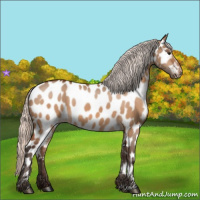 Horse Color:Silver Brown Dun Appaloosa 