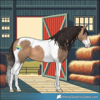 Horse Color:Bay Dun Splash Tobiano 