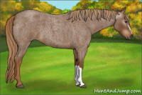 Horse Color:Gray Red Roan 