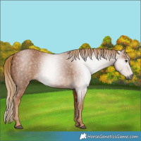 Horse Color:Gray Chestnut 