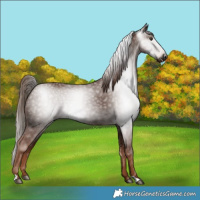 Horse Color:Gray Chestnut 