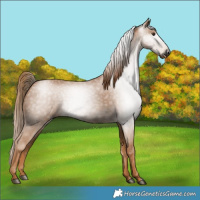 Horse Color:Gray Chestnut 
