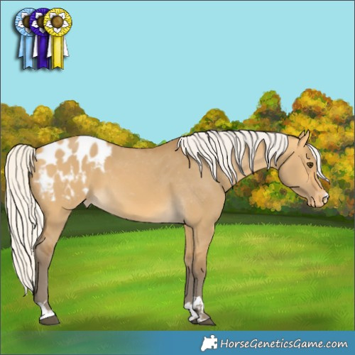 Horse Color:Silver Buckskin Dun Blanket 