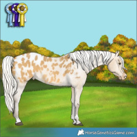 Horse Color:Silver Buckskin Dun Blanket 