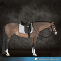 Horse Color:Brown Dun 