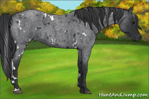 Horse Color:White Spotted Blue Roan 