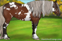 Horse Color:Gray White Spotted Silver Bay 