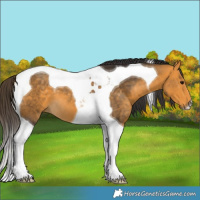 Horse Color:Buckskin Tobiano